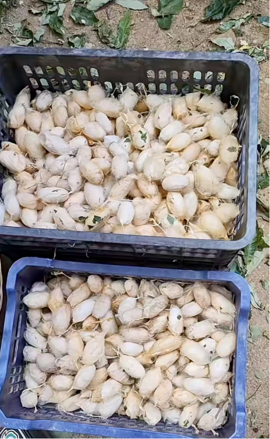 河南南召板山坪镇：严守禁烧底线 守护蓝天净土